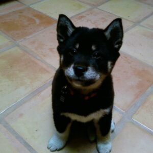 AGD "LIMITED EDITION" "Nitro" Mascot Memorial T-Shirt "RED" - Image 3